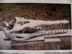 karensfossils 008.jpg